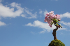 家の桜①