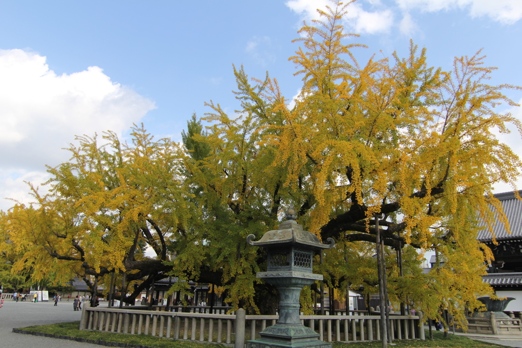 西本願寺のイチョウ②