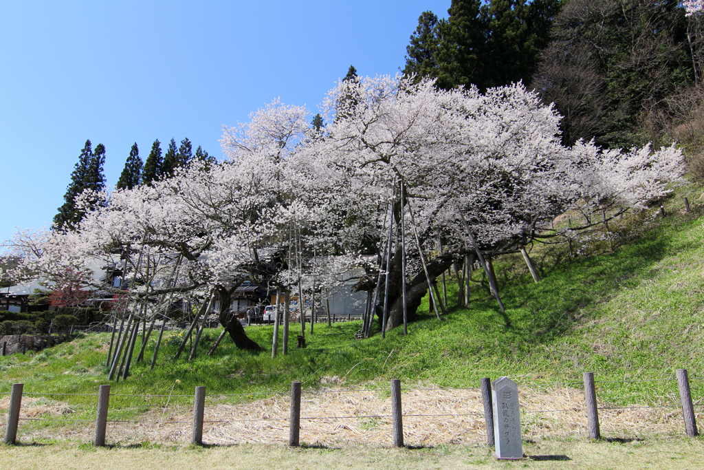 臥龍桜