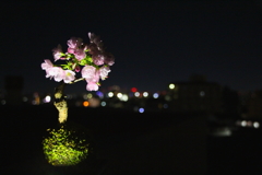 家の桜④