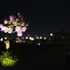 家の桜④