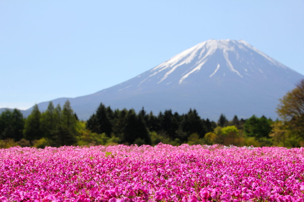 富士芝桜まつり④