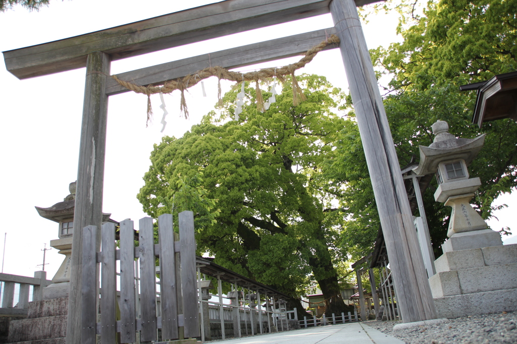 尾鷲神社大楠