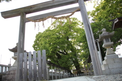 尾鷲神社大楠