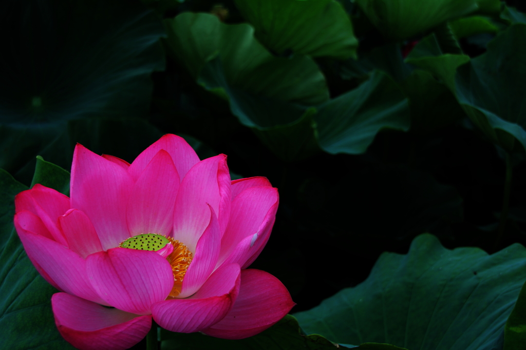 蓮の花