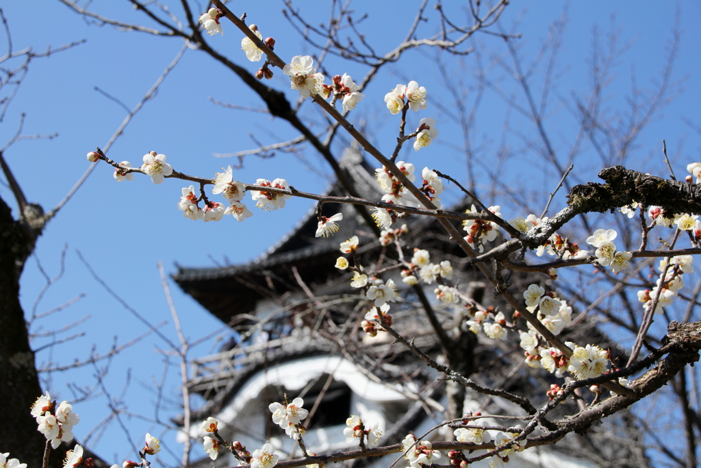 犬山城③