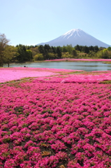 富士芝桜まつり②