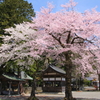 桜2016④