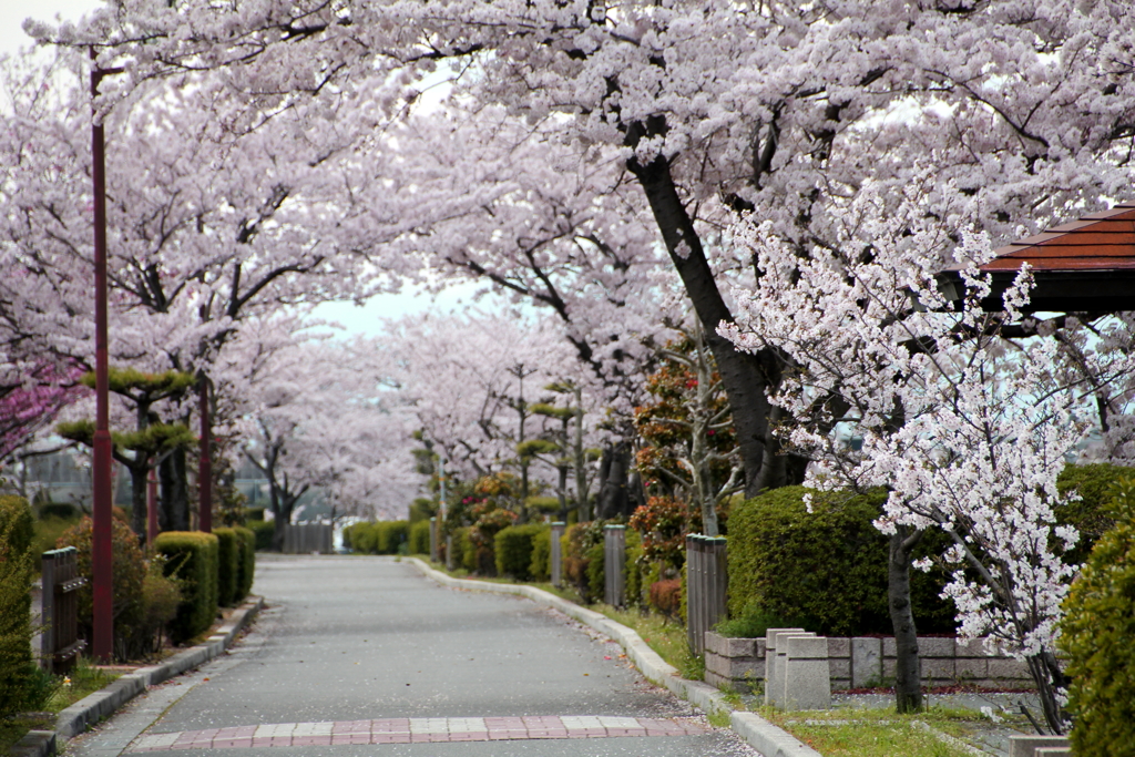 桜並木②