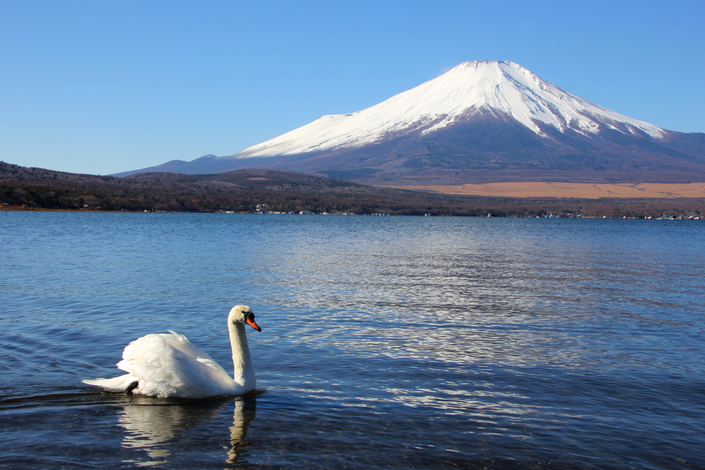 山中湖③