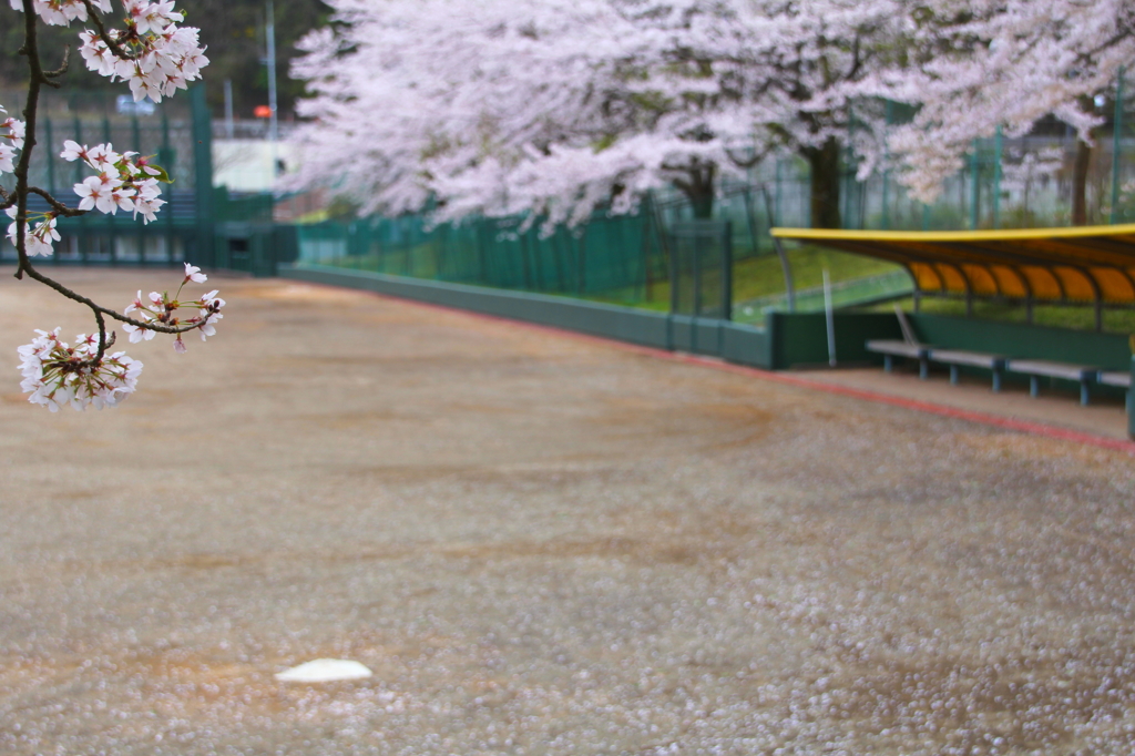 河野桜橋総合運動公園②