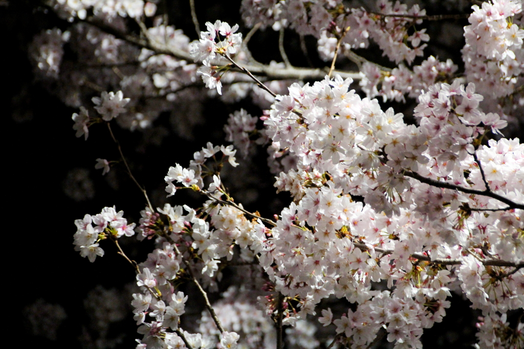 夜桜