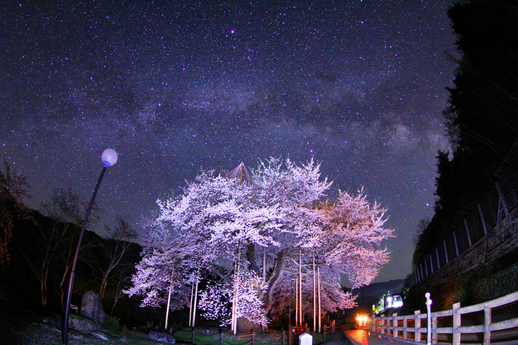 荘川桜③