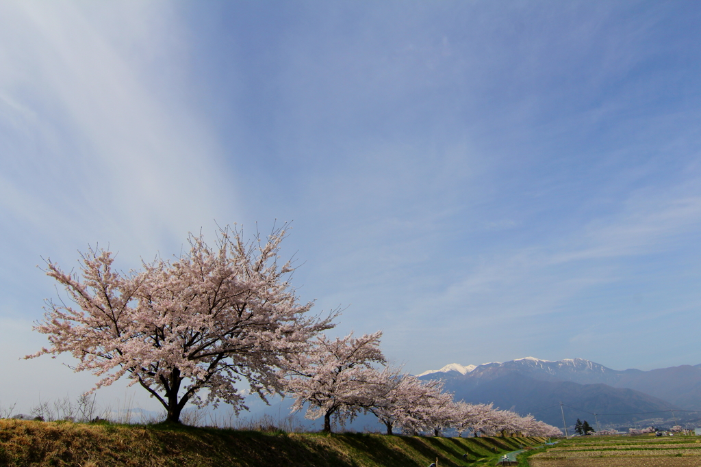 三峰川岸