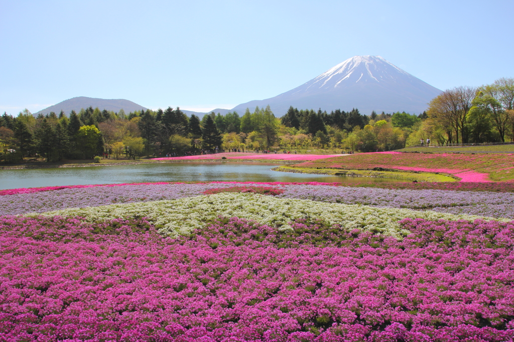 富士芝桜まつり③