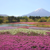 富士芝桜まつり③