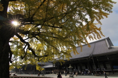 西本願寺のイチョウ①