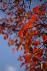 ご近所紅葉　さくら