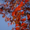 ご近所紅葉　さくら