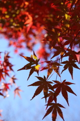 逆さ紅葉