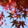 逆さ紅葉
