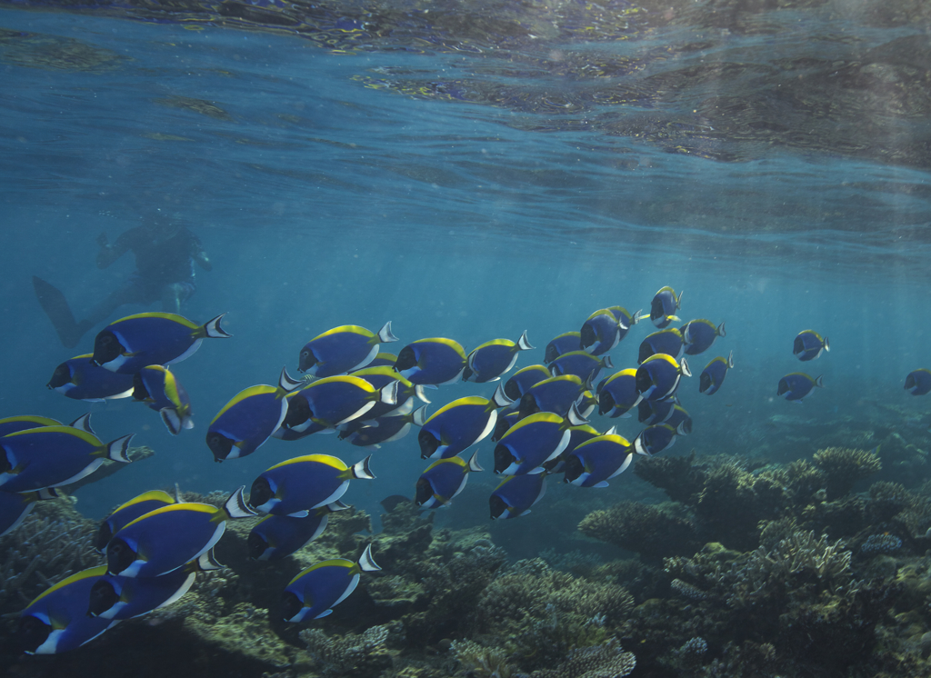 Powder blue surgeonfish