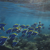 Powder blue surgeonfish