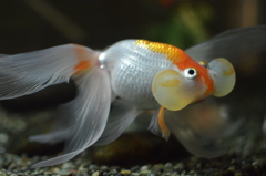 金魚