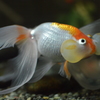 金魚