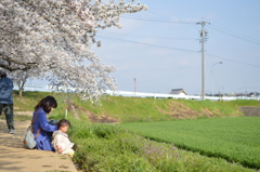 近所の花見スポットにて