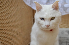 友人宅のねこ