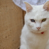 友人宅のねこ