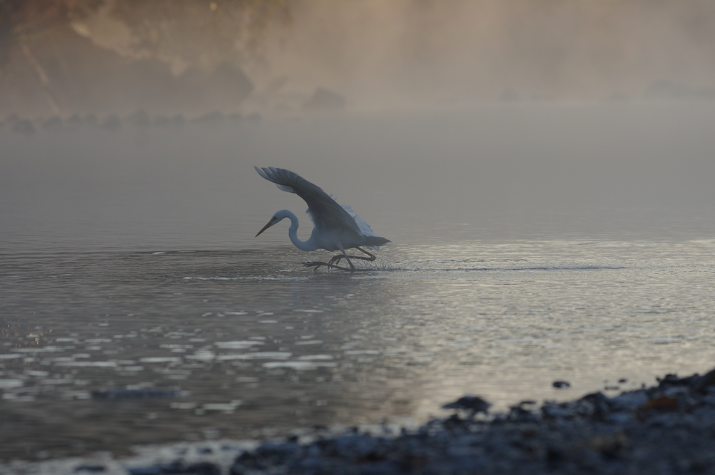 鷺の舞５　実は・・・