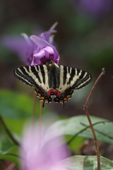 平成最後のギフチョウ