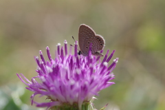 秋の石垣島で～アザミの花にタイワンヒメシジミ