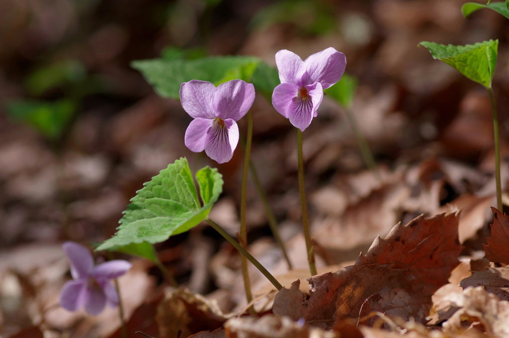 アケボノスミレ１～100mmレンズ