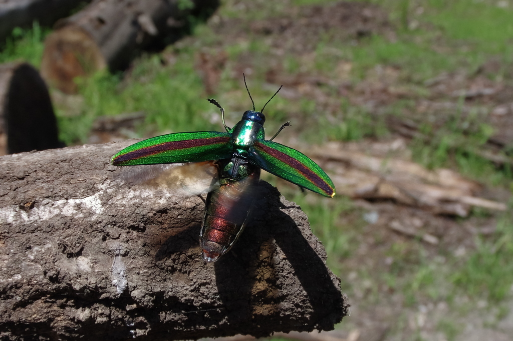 タマムシの飛び出し２