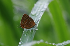 雨上がりに～ウラミスジシジミ２