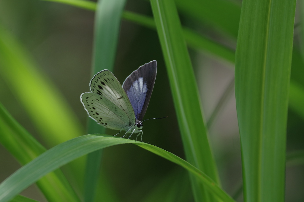 ウラゴマダラシジミ再び