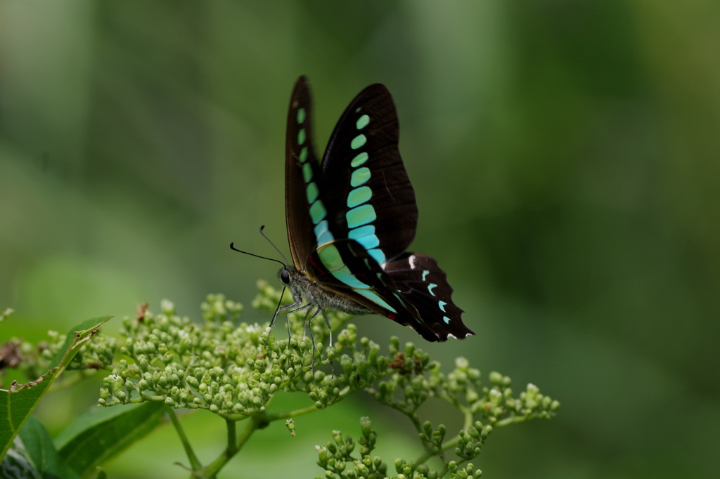 やんばるのアオスジアゲハ