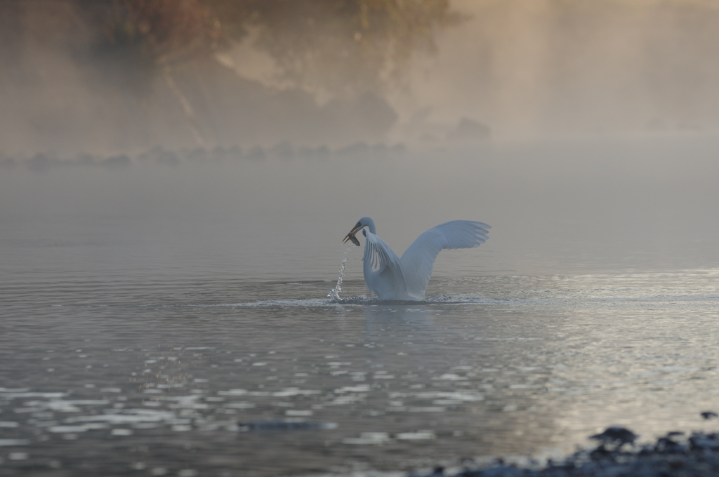 鷺の舞６　実は・・・