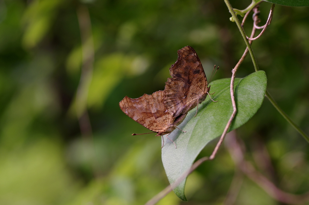 閉じて愛の儀式