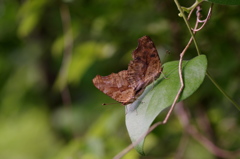 閉じて愛の儀式
