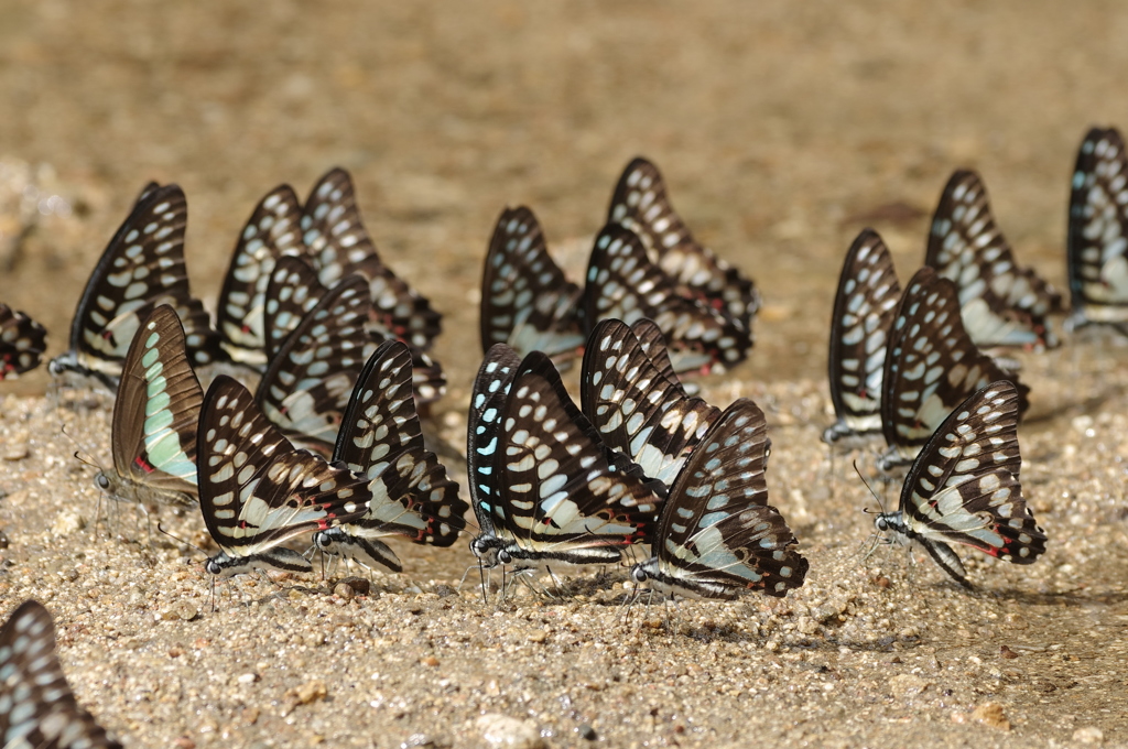 春の八重山～ミカドアゲハ集団吸水１