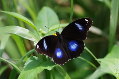 リュウキュウムラサキの吸蜜