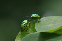 早春の八重山～ナナホシキンカメムシの輝き