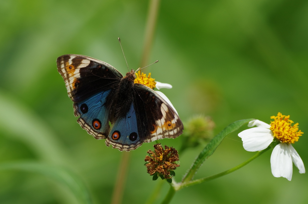 春の八重山～アオタテハモドキ２