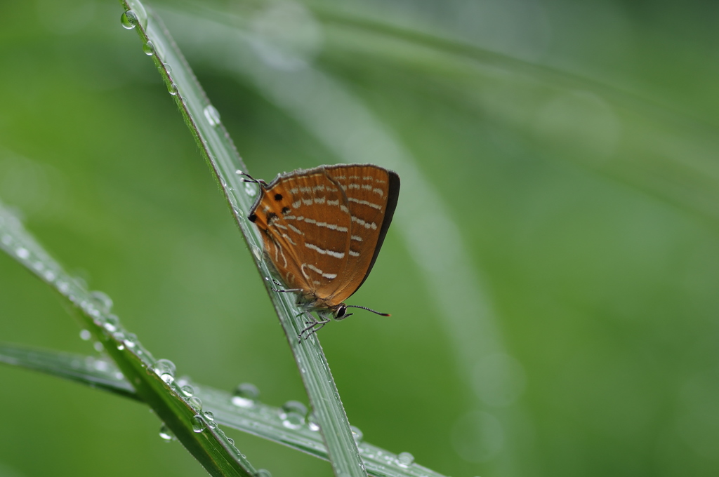 雨上がりに～ウラミスジシジミ１