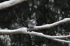 雪ヤマ･･･今年も撮りたいな