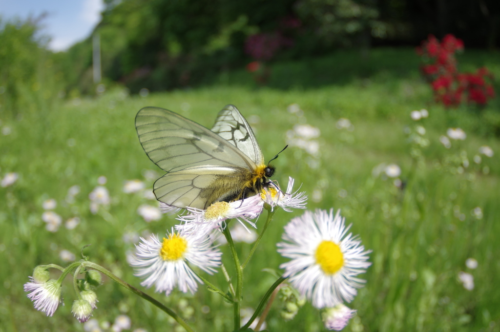 ウスバアゲハ（ウスバシロチョウ）～ヒメジオンの休息